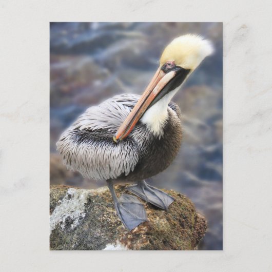 Florida Brown Pelican Permanent op Jetty Rock Briefkaart (Voorkant)
