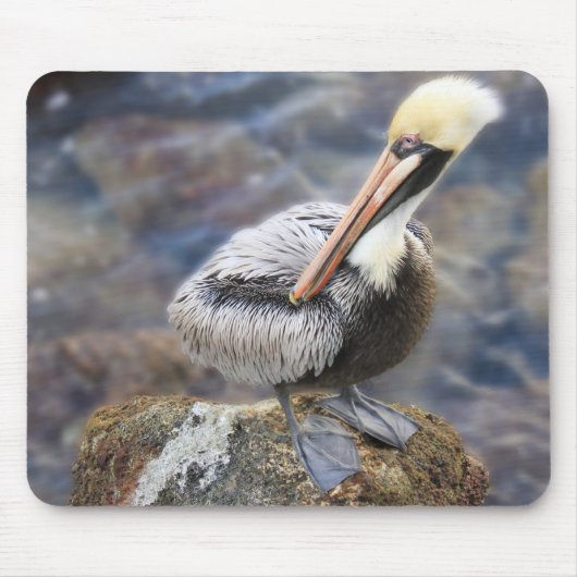 Florida Brown Pelican Permanent op Jetty Rock Muismat (Voorkant)