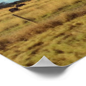 Florida Cattle Poster (Hoek)