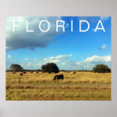Florida Cattle Poster (Voorkant)