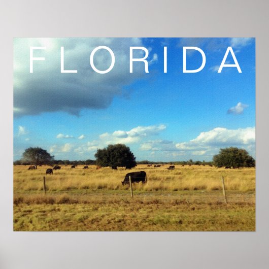 Florida Cattle Poster (Voorkant)