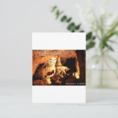 FLORIDA CAVERNS STATE PARK - Marianna, Florida Briefkaart (Staand voorkant)