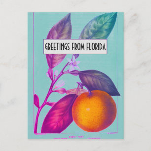 Florida Citrus Briefkaart