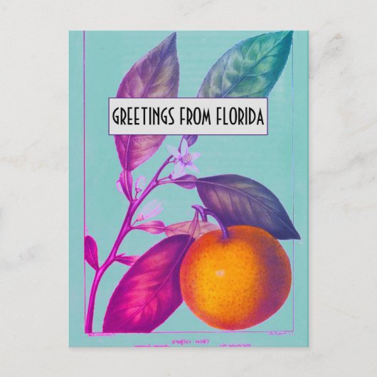 Florida Citrus Briefkaart (Voorkant)