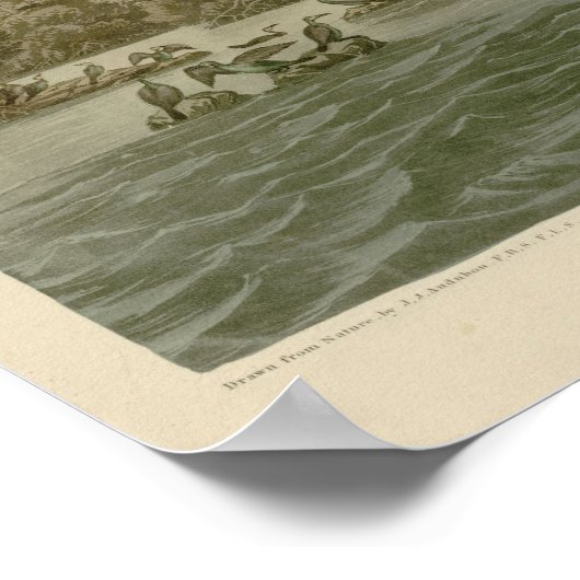 Florida Cormorant Poster (Hoek)