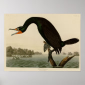 Florida Cormorant Poster (Voorkant)