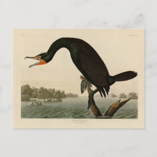 Florida Cormorant uit Audubon's Birds of America Briefkaart