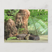 Florida Cottonmouth in de moeras Briefkaart (Voorkant)