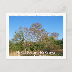 Florida Cypress-moeras met blauwe rokken Briefkaart