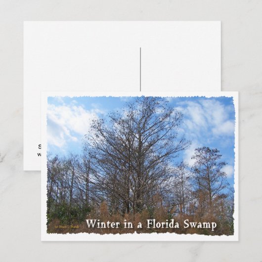 Florida Cypress Swamp Winter scene Briefkaart (Voorkant / Achterkant)