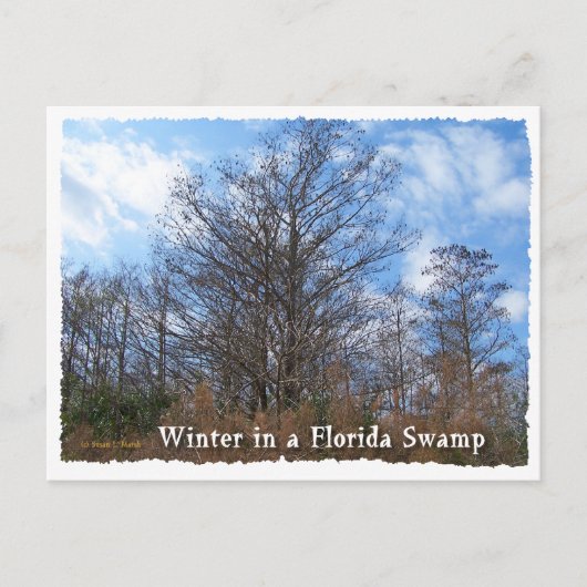 Florida Cypress Swamp Winter scene Briefkaart (Voorkant)