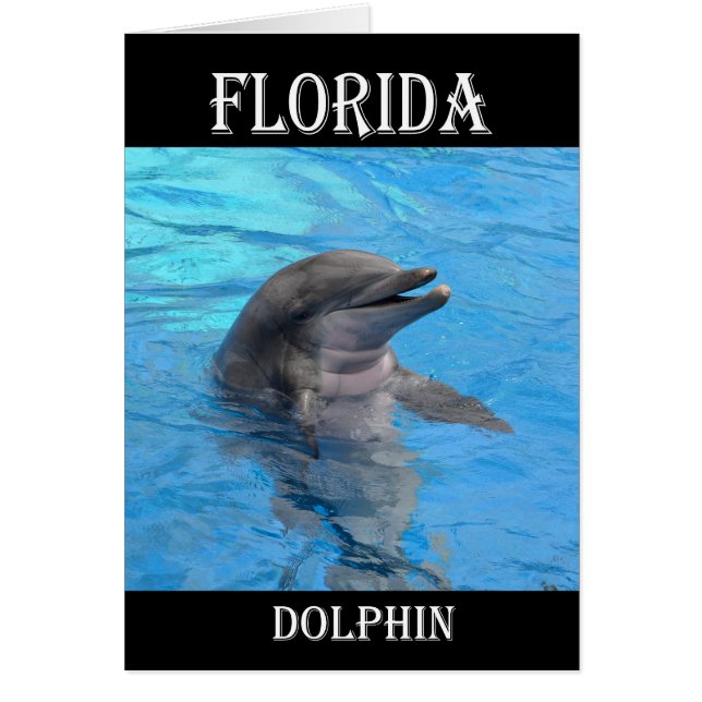 Florida Dolphin (Voorkant)