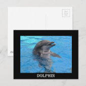 Florida Dolphin Briefkaart (Voorkant / Achterkant)