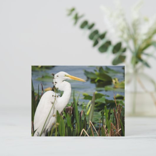 Florida Egret Briefkaart (Staand voorkant)