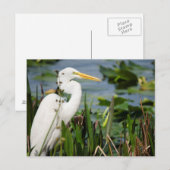 Florida Egret Briefkaart (Voorkant / Achterkant)
