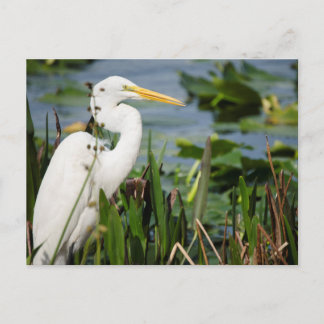 Florida Egret Briefkaart