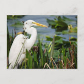 Florida Egret Briefkaart (Voorkant)