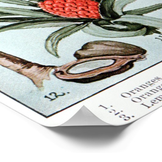  Florida Everglade State Fruit and Flowers Poster (Hoek)