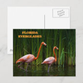 FLORIDA EVERGLADES BRIEFKAART (Voorkant / Achterkant)