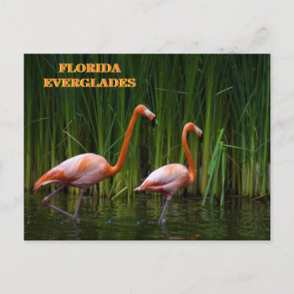 FLORIDA EVERGLADES BRIEFKAART