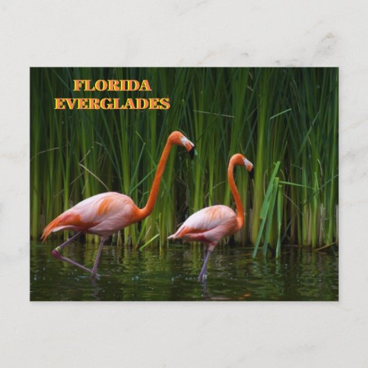 FLORIDA EVERGLADES BRIEFKAART (Voorkant)