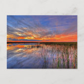 Florida Everglades Briefkaart (Voorkant)