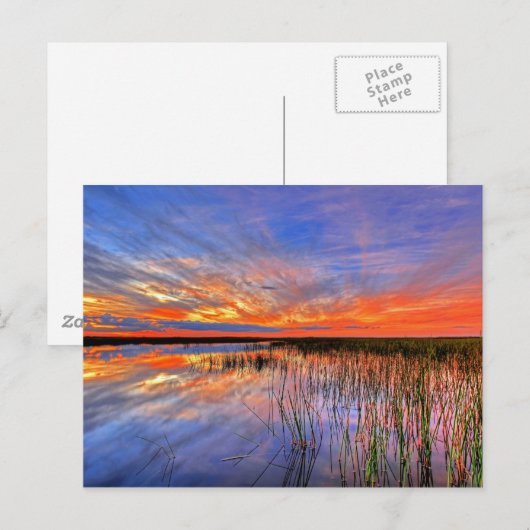Florida Everglades Briefkaart (Voorkant / Achterkant)