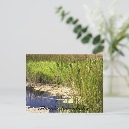 Florida Everglades Briefkaart (Staand voorkant)