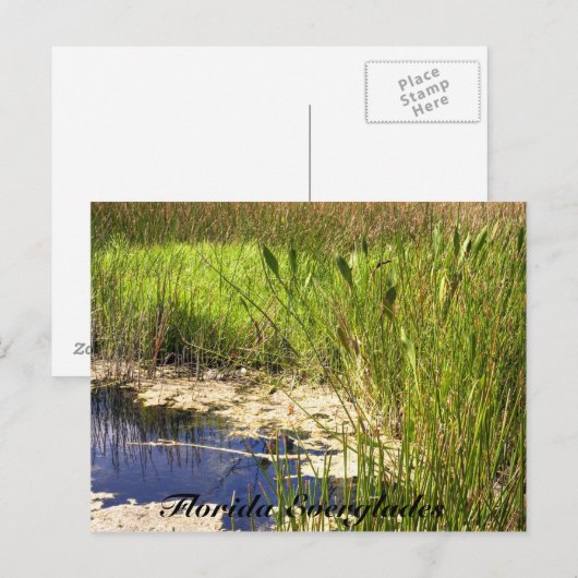 Florida Everglades Briefkaart (Voorkant / Achterkant)