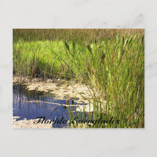 Florida Everglades Briefkaart