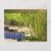 Florida Everglades Briefkaart (Voorkant)