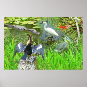 Florida Everglades Nationaal Park Poster