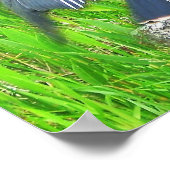 Florida Everglades Nationaal Park Poster (Hoek)