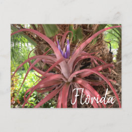 Florida Exotic Flowering Air Plant Briefkaart