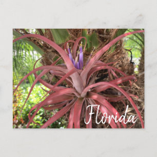 Florida Exotic Flowering Air Plant Briefkaart