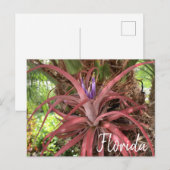 Florida Exotic Flowering Air Plant Briefkaart (Voorkant / Achterkant)