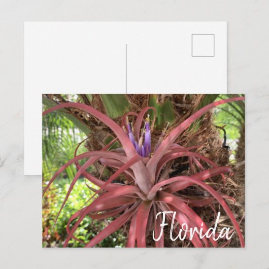 Florida Exotic Flowering Air Plant Briefkaart (Voorkant / Achterkant)