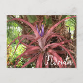 Florida Exotic Flowering Air Plant Briefkaart (Voorkant)