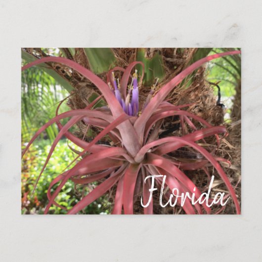 Florida Exotic Flowering Air Plant Briefkaart (Voorkant)