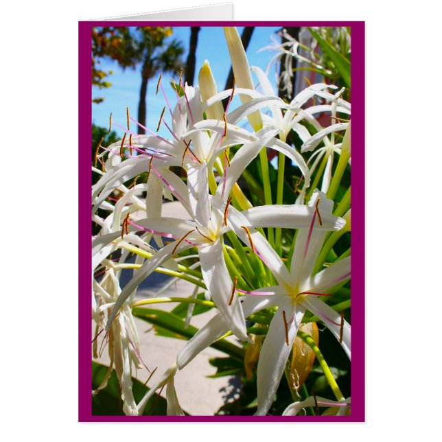 Florida exotisch (Voorkant)