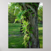 Florida ferns Palm Poster of Print (Voorkant)