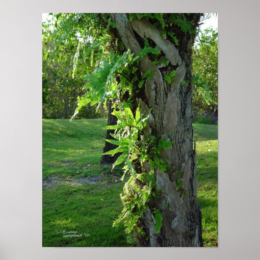 Florida ferns Palm Poster of Print (Voorkant)