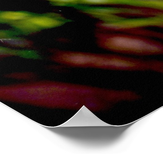 Florida Flamingo 1 Poster (Hoek)