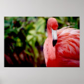 Florida Flamingo 1 Poster (Voorkant)
