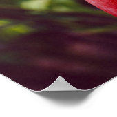 Florida Flamingo 2 Poster (Hoek)