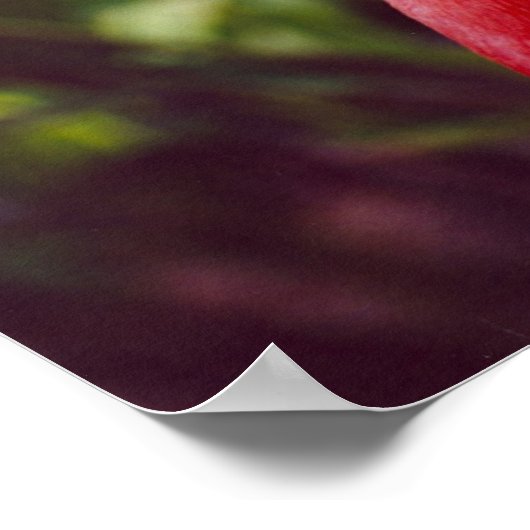 Florida Flamingo 2 Poster (Hoek)