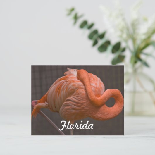 Florida Flamingo Briefkaart (Staand voorkant)