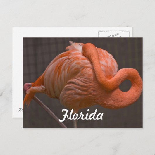 Florida Flamingo Briefkaart (Voorkant / Achterkant)