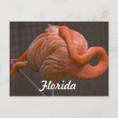 Florida Flamingo Briefkaart (Voorkant)