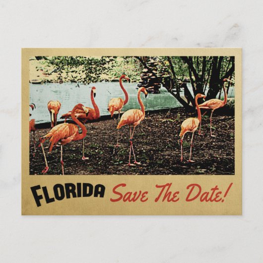 Florida Flamingo sparen de Datum  Briefkaarten (Voorkant)